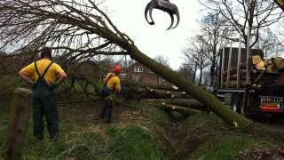 rooien van eikenbomen in Biezenmortel verwijderen van de stammen met de vrachtwagen